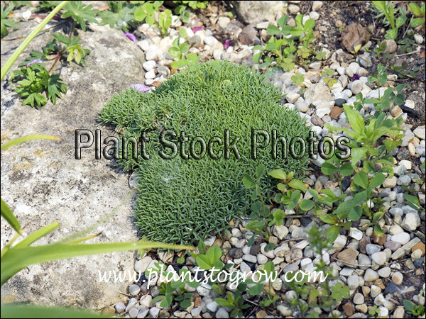 This Dianthus forms a tight mat of foliage.